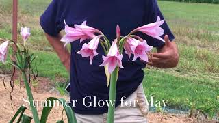 Crinum Flowering Seasons [upl. by Ahsayn474]