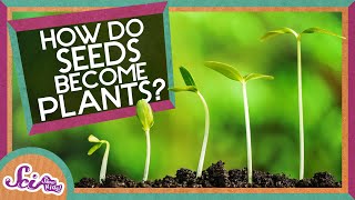 How Does A Seed Become A Plant  Backyard Science  SciShow Kids [upl. by Desdee]