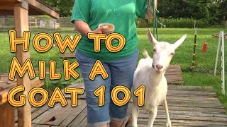 How to Milk a Goat 101 [upl. by Kwok641]