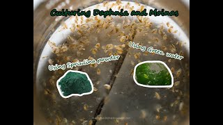 How To Culture Daphnia and Moinas using Green Water Spirulina powder [upl. by Killigrew642]