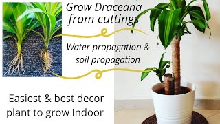 How to propagate Dracaena100 successful and easyWater amp soil rooting of Lemon Lime amp Massangeana [upl. by Amal]