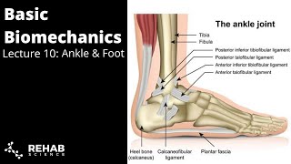 Biomechanics Lecture 10 Ankle amp Foot [upl. by Eugene605]