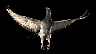 Slow Motion Pigeon Flight  BBC Earth [upl. by Yerbua265]