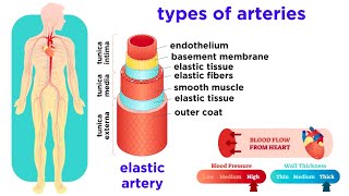 The Circulatory System Part 2 Blood Vessels [upl. by Wallace]