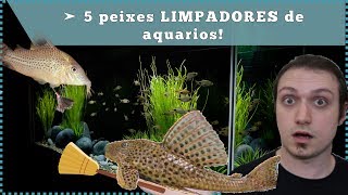 5 peixes LIMPADORES de aquário [upl. by Winters641]