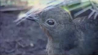 Adelaide Zoo lyrebird quotChookquot and his many voices [upl. by Rehtae267]