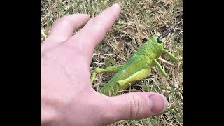 How to catch grasshoppers for fishing bait [upl. by Harret]