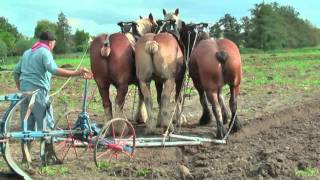 Strong Belgian Draft Horses Working on the Farm  Merelbeke [upl. by Serg]