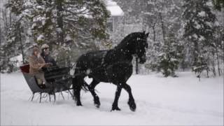 A New Years Sleigh Ride  Friesian Horse [upl. by Burford]