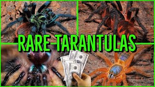 Top 10 RARE amp EXPENSIVE Tarantulas [upl. by Sigismondo300]