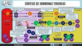 SÍNTESIS DE HORMONAS TIROIDEAS  Morfofisiología [upl. by Hayyim]