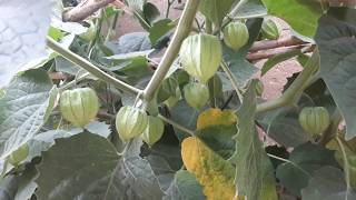 secrets growing golden berries physalis fruit [upl. by Wallack]