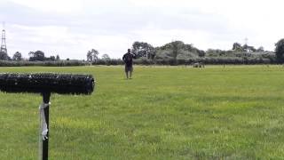 Training my tiercel peregrine [upl. by Adarbil]