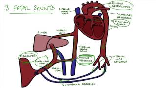 Understanding Fetal Circulation [upl. by Ecilahs538]