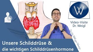 Unsere Schilddrüse Die wichtige Rolle der Schilddrüsenhormone T3 amp T4 für unsere Gesundheit [upl. by Imogene419]