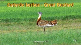 Outarde barbue  Great Bustard [upl. by Eineg746]