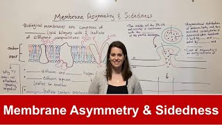 Membrane Asymmetry and Sidedness [upl. by Teufert29]