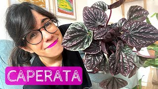 PEPEROMIA PLANT CARE  How to care for peperomia caperata [upl. by Asamot814]