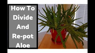 How To Divide and Repot an Overgrown Aloe Vera 112318 [upl. by Inihor33]