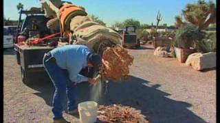 How To Transplant A Saguaro Cactus [upl. by Anelak]