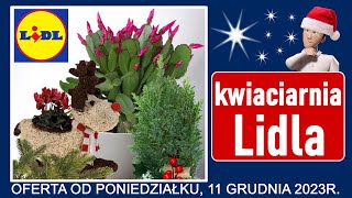 LIDL  Nowa Oferta od Poniedziałku 11122023  Kwiaciarnia Lidla [upl. by Arelc]