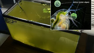 Raising Daphnia for the Freshwater Aquarium [upl. by Dita]