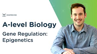 Gene Regulation Epigenetics  Alevel Biology  OCR AQA Edexcel [upl. by Ibrek]