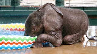 Baby Elephant LOVES First Pool Experience [upl. by Reggis]