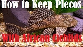 How to Keep Plecostomus With African Cichlids [upl. by Klug]