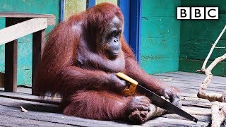 Orangutan saws a tree  Spy in the Wild  BBC [upl. by Inram774]