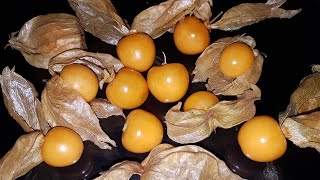 Physalis Fruit Time Lapse  Eaten by maggots [upl. by Odravde]