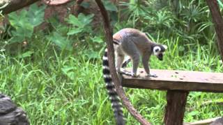 Learn About RingTailed Lemurs [upl. by Tayler746]