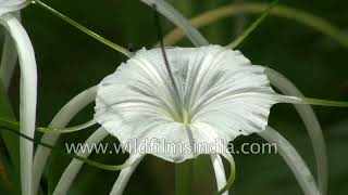 Crinum asiaticum Lily [upl. by Lindsay304]