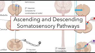 Spinal somatosensory pathways [upl. by Nissensohn375]