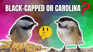 How to Spot the DIFFERENCE  CAROLINA and BLACK CAPPED Chickadees [upl. by Marih]