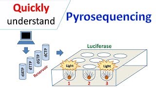 Pyrosequencing [upl. by Bettine]