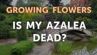 Is My Azalea Dead [upl. by Pfister]