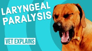 Laryngeal Paralysis in Dogs [upl. by Wrennie]