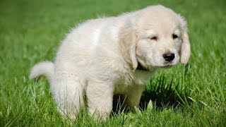 How To Potty Train A Puppy in 7 Easy Steps [upl. by Aneis602]