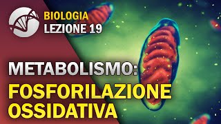 BIOLOGIA  Lezione 19  Fosforilazione Ossidativa  Metabolismo Cellulare [upl. by Meeker]