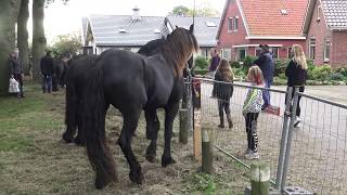 PAARDENMARKT ZUIDLAREN 2019 [upl. by Ahsrav268]