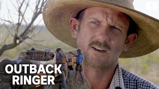 A tough crew muster feral cattle in outback Australia  Outback Ringer [upl. by Nalyk957]