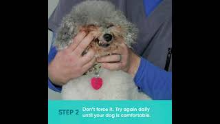 How to Brush Your Dogs Teeth  Small Dog Demo [upl. by Amees]