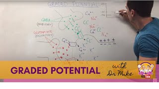 Graded Potential  Neuron [upl. by Aldas]