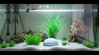 My Aquael Leddy 60 Fish Tank [upl. by Ronnica]