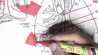 Respiratory System  Overview [upl. by Anahir]