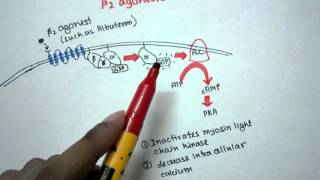 Mechanism of action of Beta 2 agonist [upl. by Naida]