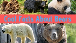 Bear Facts For Children Learn Amazing Facts about Bears [upl. by Wenona]