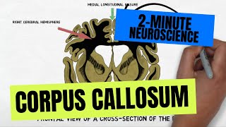 2Minute Neuroscience Corpus Callosum [upl. by Erialc]