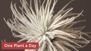 Tillandsia tectorum Houseplant Care — 281 of 365 [upl. by Gereld]